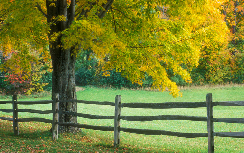 Sugar maple tree by a split-rail fence in rural Vermont, United States Sugar maple tree by a split-rail fence in rural Vermont, United States